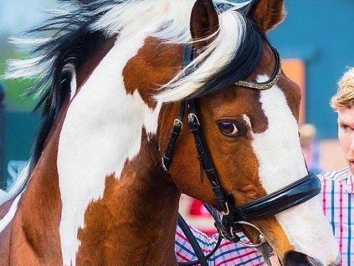 The Famous Warmblood Stallion