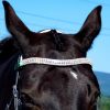 FSS Glimmer Diamond Clear Silver Crystal Bling Curve Browband SALE 40% OFF